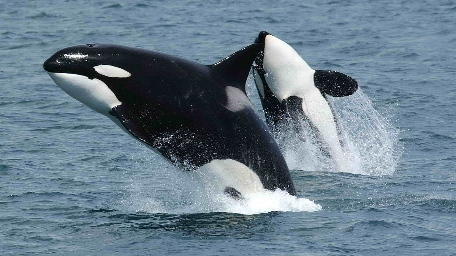 ⁣نهنگ قاتل خطرناک ترین موجود دریا