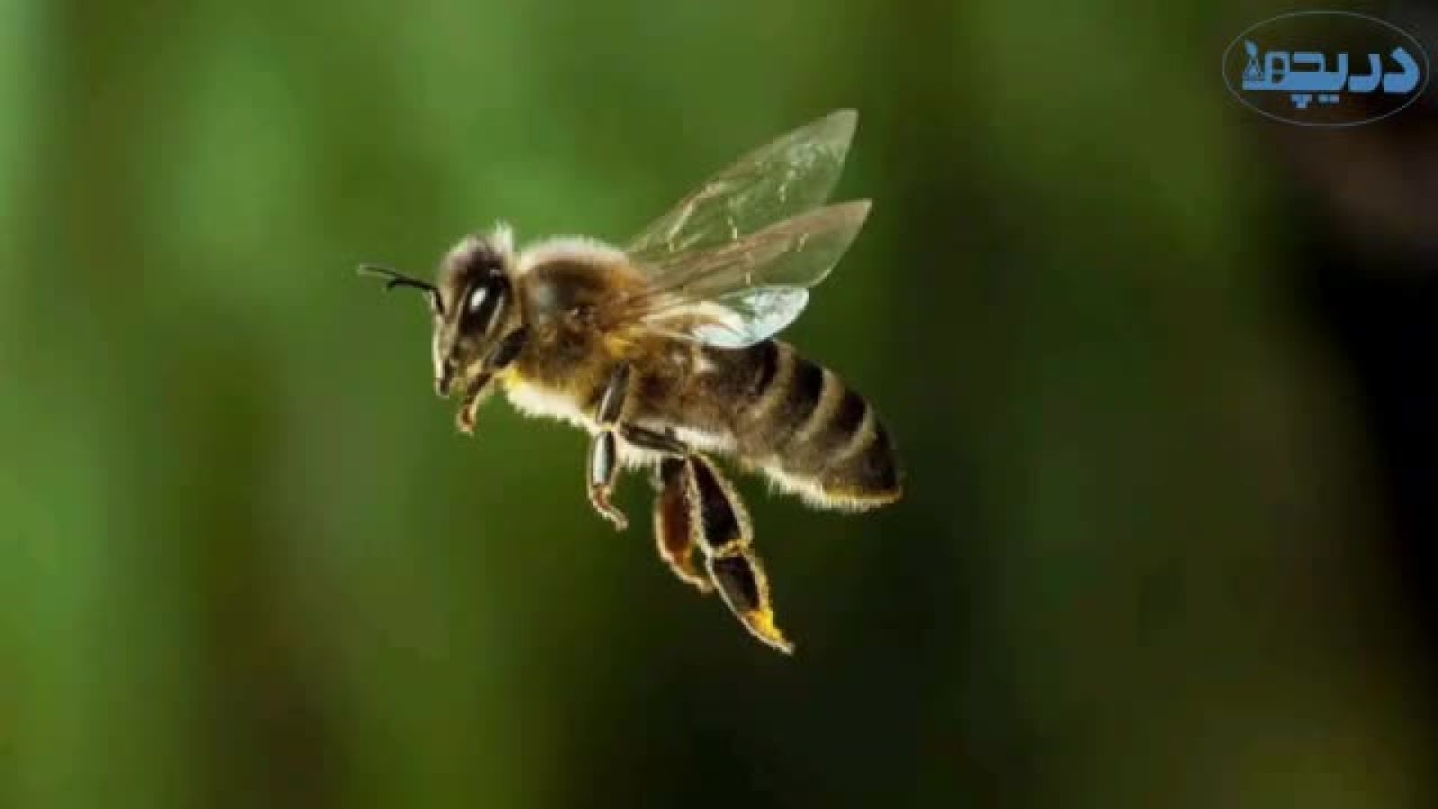 ⁣روش عجیب زنبورها برای ساخت عسل