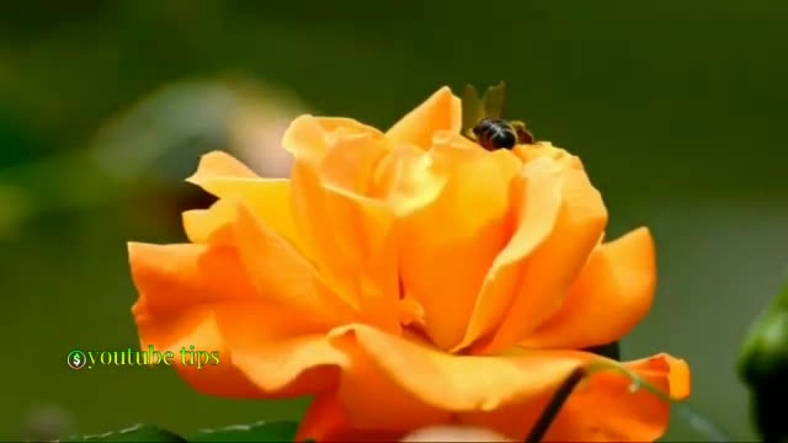 ⁣12 واقعیت جالب درباره زنبورها