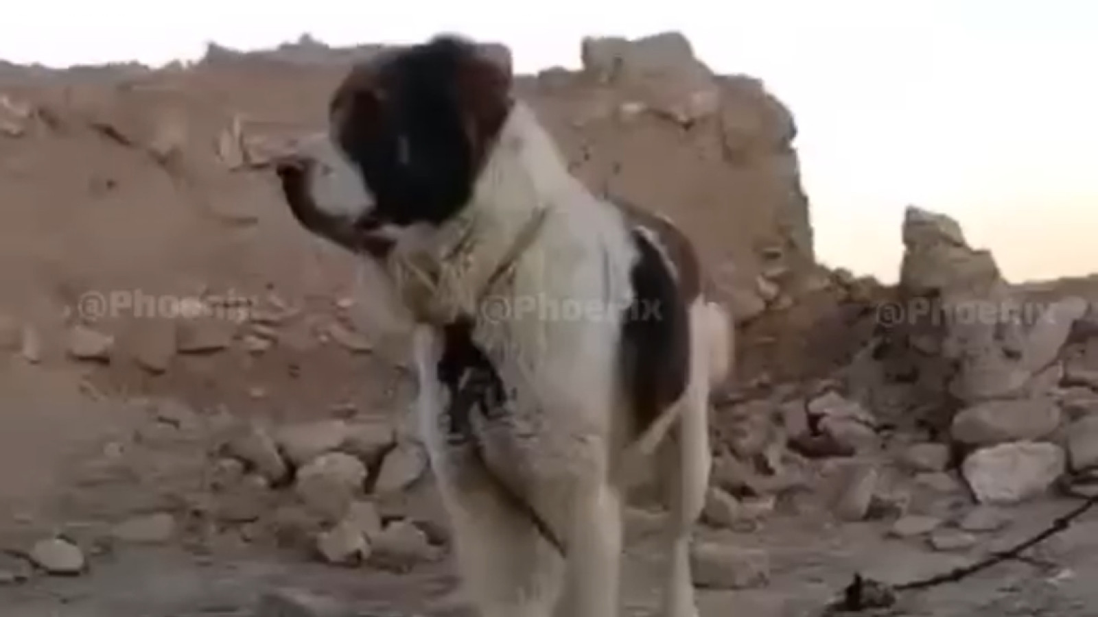 سگ‌های اصیل افغان