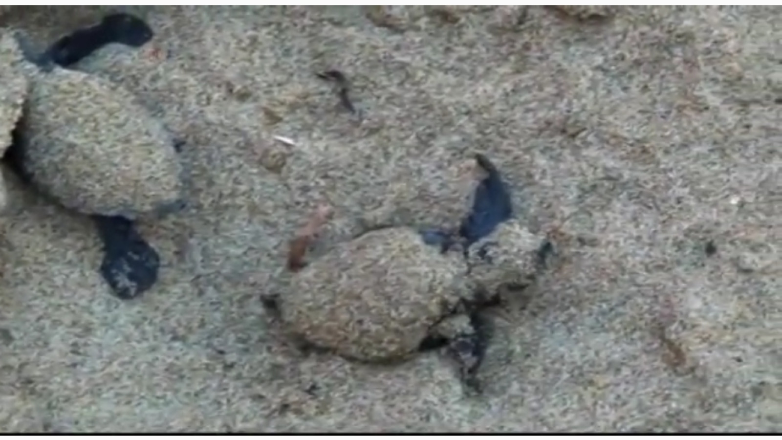 ⁣اخبار مشاهده دیدن صد ها لاکپشت تازه متولد شده