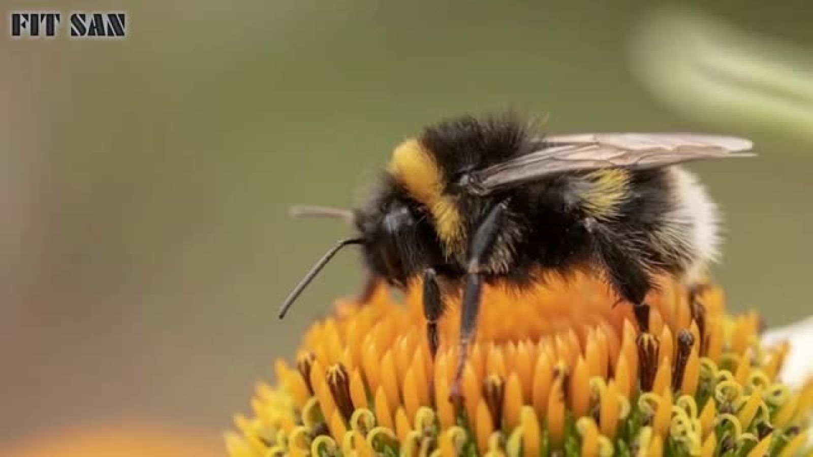 ⁣در مورد زنبور ها چه می_دانید ؟