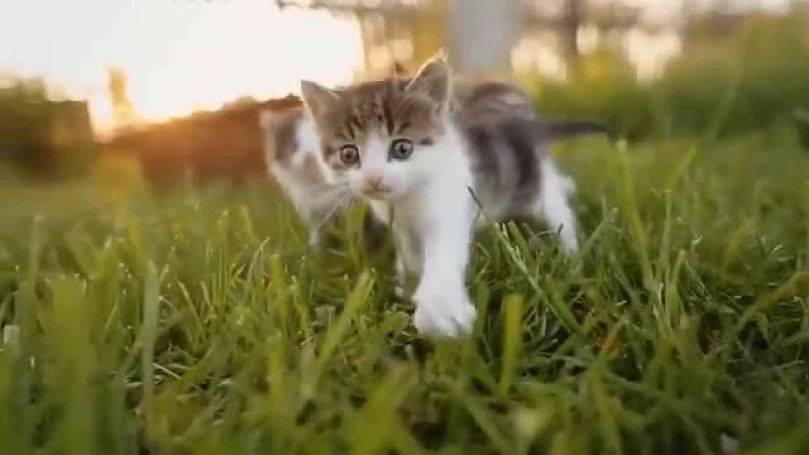 ⁣ویدیو لذت بخش از گربه ها