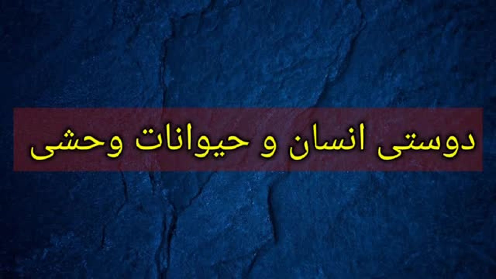 ⁣دوستی انسان و حیوانات درنده در پنج صحنه جذاب و دیدنی!!!