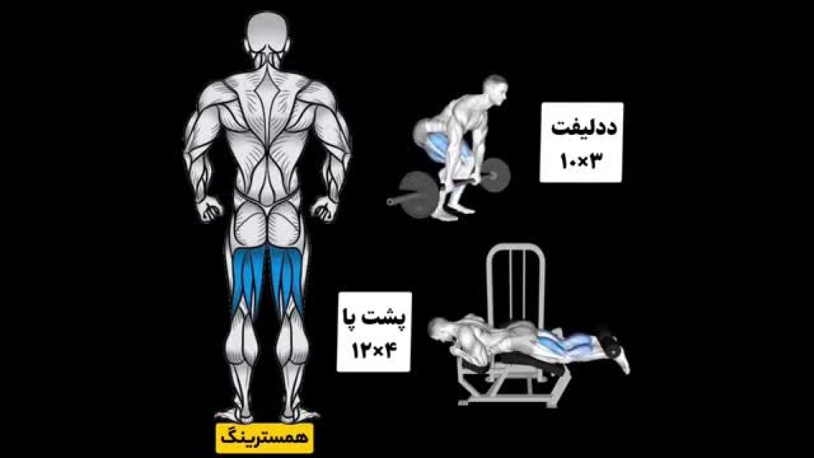 چگونه حجم عضلات پا را دو برابر کنیم _ برنامه بدنسازی پا حجمی برای [عضله سازی سریع] پایین تنه