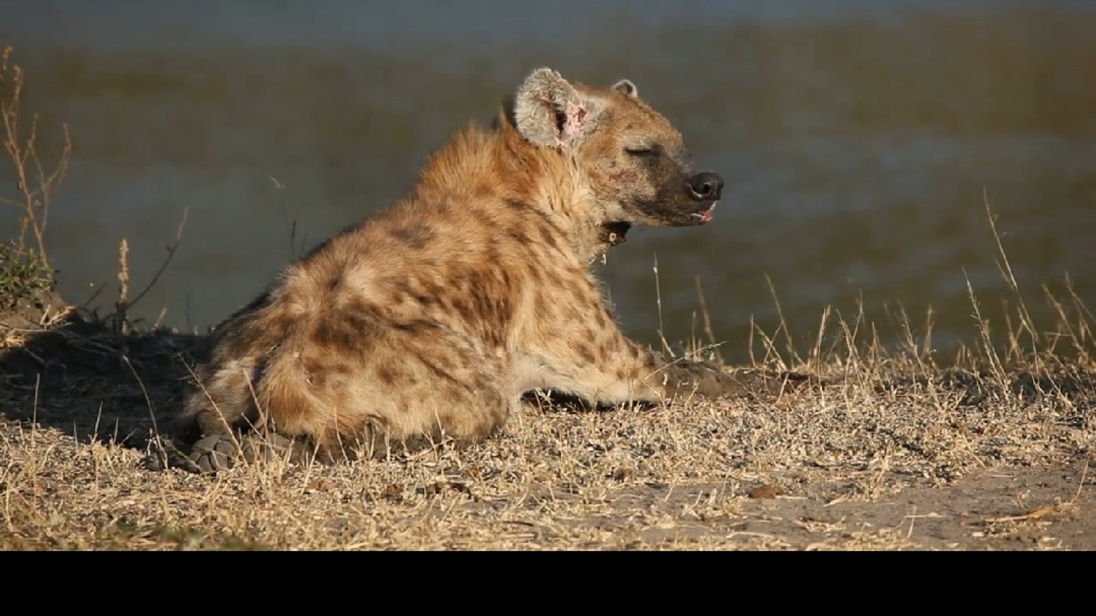 عجیب ترین دانستنی درمورد کفتار ها