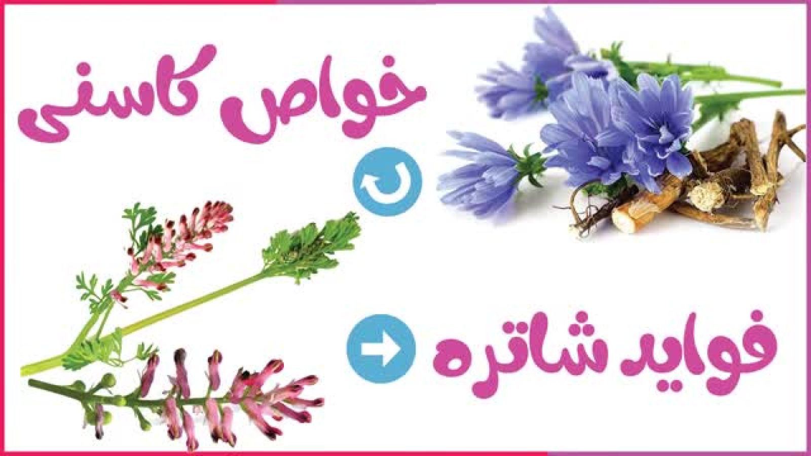 ⁣خواص کاسنی و شاتره برای جوش و کبد - زنان و بارداری _فواید کاسنی گیاه معجزه گر