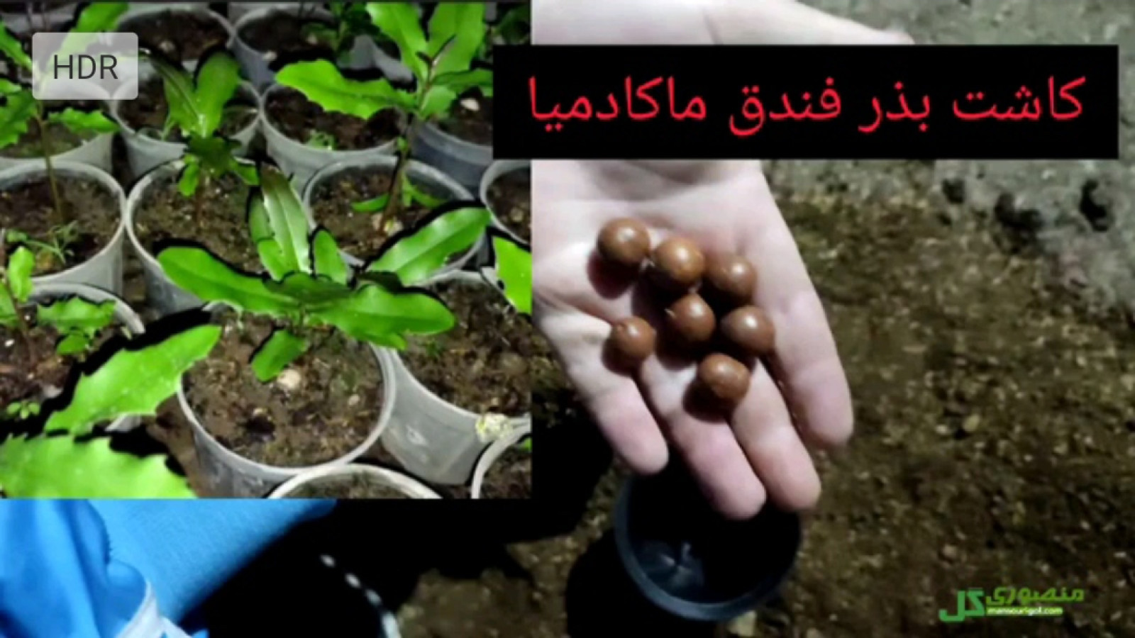 ⁣فواید خوردن چهارمغز برای مردان و کودکان