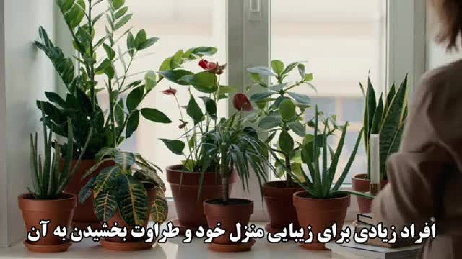 ⁣روش فوق العاده برای رشدگیاهان آپارتمان