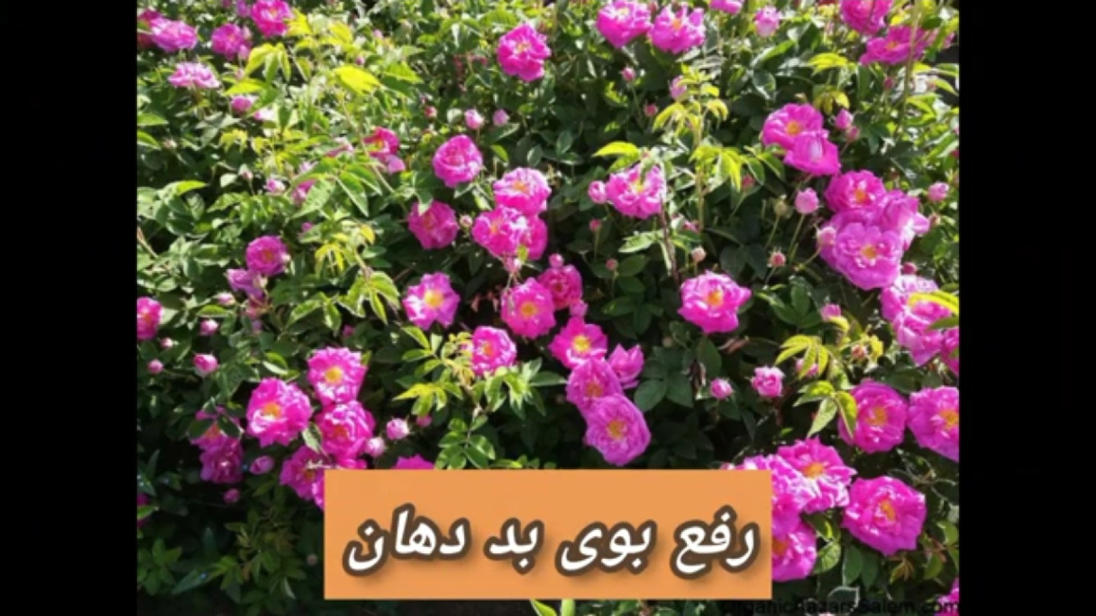 ⁣خواص جادویی گل محمدی