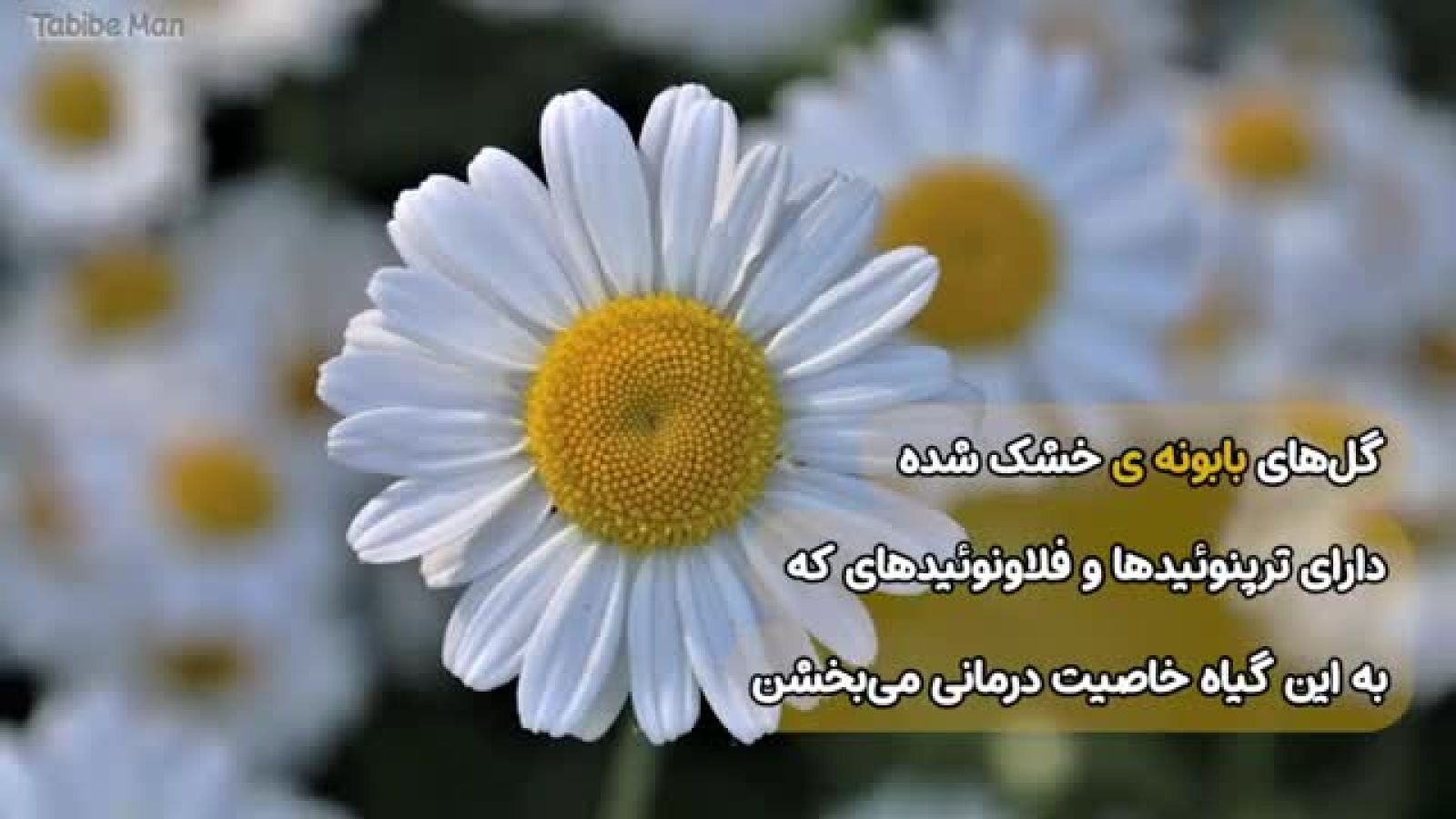 ⁣خواص بابونه برای سلامتی _ فواید باورنکردنیه گیاه بابونه