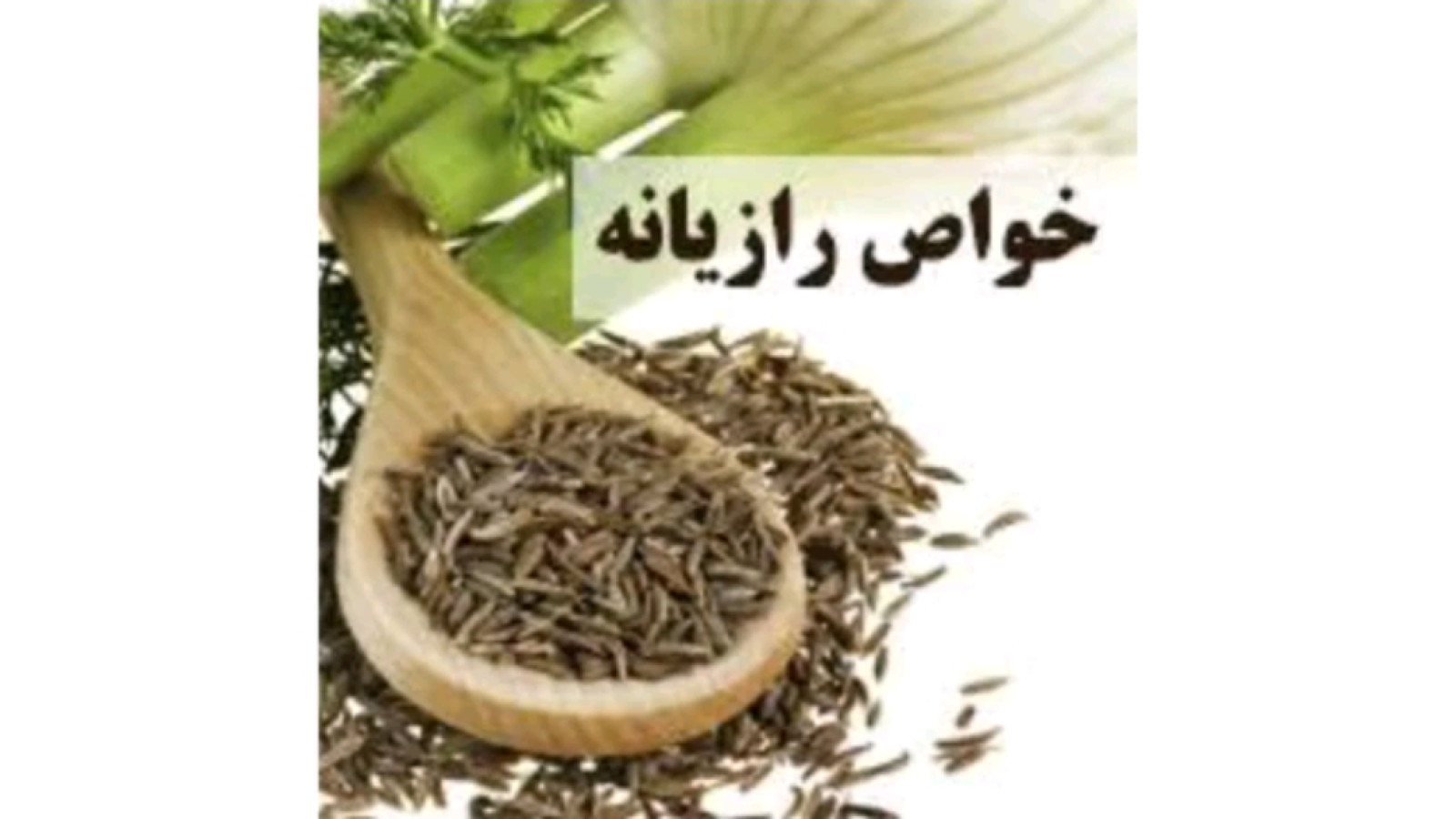 ⁣روغن گیری از رازیانه