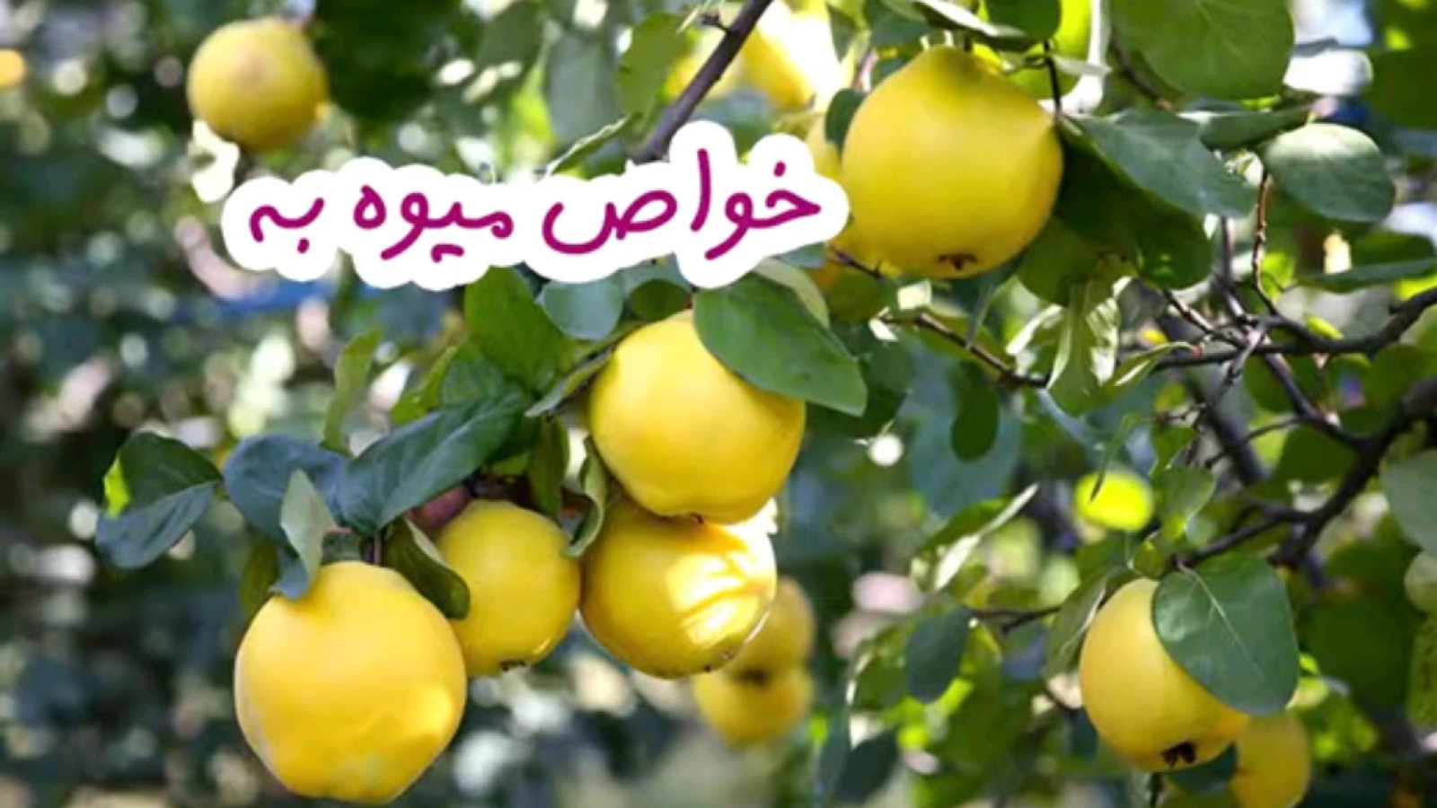 ⁣خواص بی نظیر میوه به