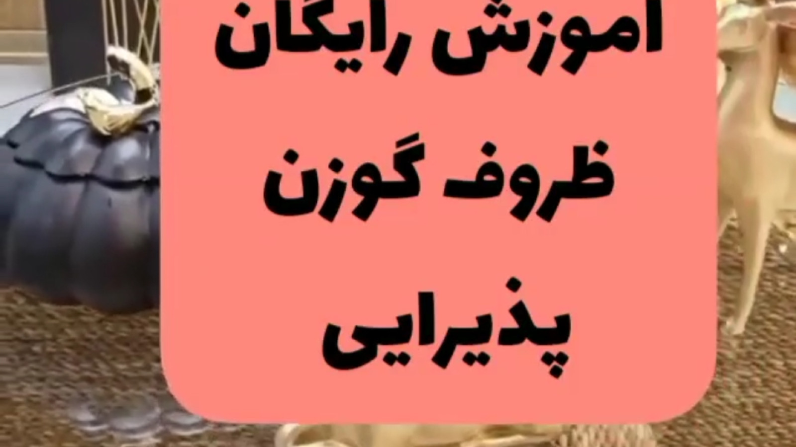 💥آموزش درست کردن ظروف پذیرایی